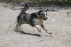 Miniature Australian Shepherd