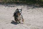 Miniature Australian Shepherd