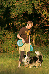 Miniature Australian Shepherd beim Frisbeespielen