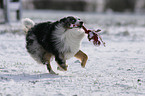 spielender Miniature Australian Shepherd