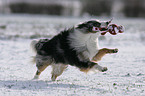 spielender Miniature Australian Shepherd