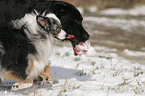 Miniature Australian Shepherd und Labrador Retiever