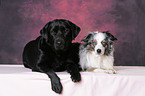 Miniature Australian Shepherd und Labrador Retriever