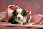 Miniatur Australian Shepherd Welpe