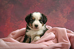 Miniatur Australian Shepherd Welpe