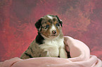 Miniatur Australian Shepherd Welpe