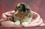 Miniatur Australian Shepherd Welpe