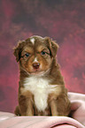 Miniatur Australian Shepherd Welpe