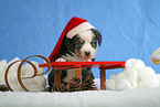 Miniatur Australian Shepherd Welpe