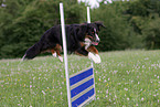 Miniature Australian Shepherd beim Agility