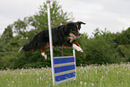 Miniature Australian Shepherd beim Agility