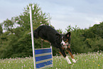 Miniature Australian Shepherd beim Agility