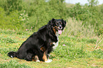 Miniature Australian Shepherd