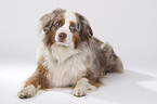 liegender Miniature Australian Shepherd