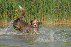 rennender Miniature Australian Shepherd