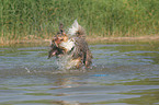 Miniature Australian Shepherd schttelt sich