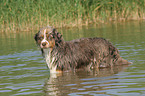 badender Miniature Australian Shepherd