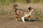 rennender Miniature Australian Shepherd