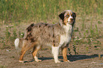 stehender Miniature Australian Shepherd