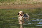 badender Miniature Australian Shepherd