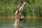 spielender Miniature Australian Shepherd