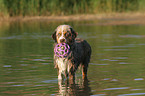 badender Miniature Australian Shepherd