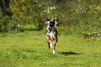 rennender Miniature Australian Shepherd