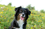 Miniature Australian Shepherd Portrait