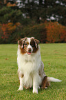 sitzender Miniature Australian Shepherd