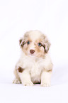 Miniature Australian Shepherd Welpe