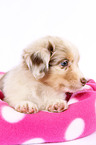 Miniature Australian Shepherd Welpe