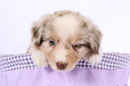 Miniature Australian Shepherd Welpe