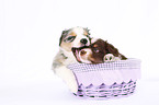 Miniature Australian Shepherd Welpen