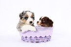 Miniature Australian Shepherd Welpen