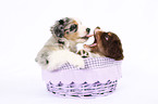 Miniature Australian Shepherd Welpen