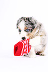 Miniature Australian Shepherd Welpe