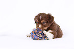 Miniature Australian Shepherd Welpe