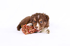 Miniature Australian Shepherd Welpe