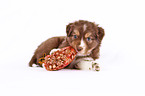 Miniature Australian Shepherd Welpe