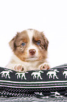 Miniature Australian Shepherd Welpe