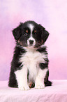 Miniature Australian Shepherd Welpe