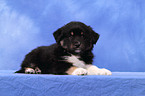 Miniature Australian Shepherd Welpe