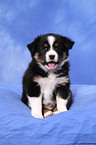 Miniature Australian Shepherd Welpe