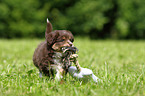 Miniatur Australian Shepherd Welpe