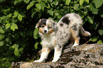 Miniatur Australian Shepherd Welpe