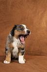 Miniature Australian Shepherd Welpe