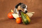 Miniature Australian Shepherd Welpe