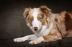 liegender Miniature Australian Shepherd