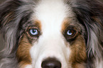 Miniature Australian Shepherd Augen