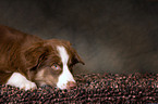 liegender Miniature Australian Shepherd